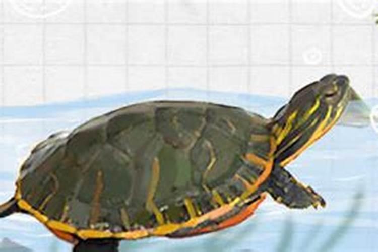 我家龟龟最近精神不好,不知道是不是生病了,哪位高手判断一下