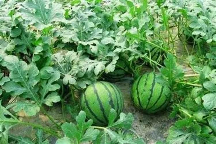 种西瓜用什么肥料又大又甜