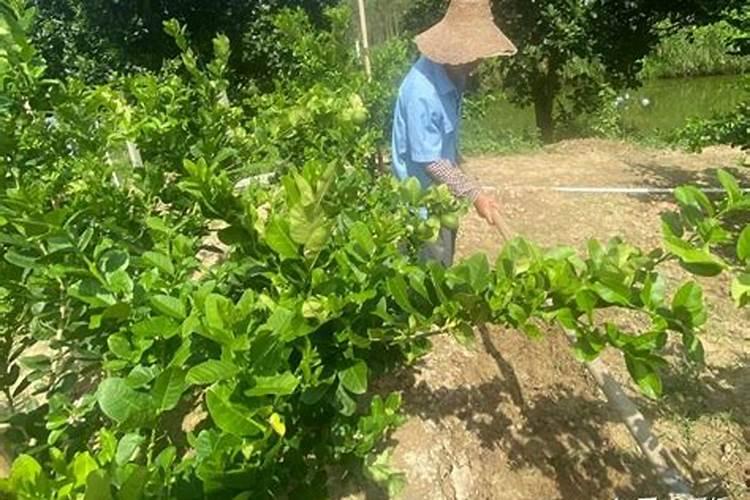 香水柠檬种植