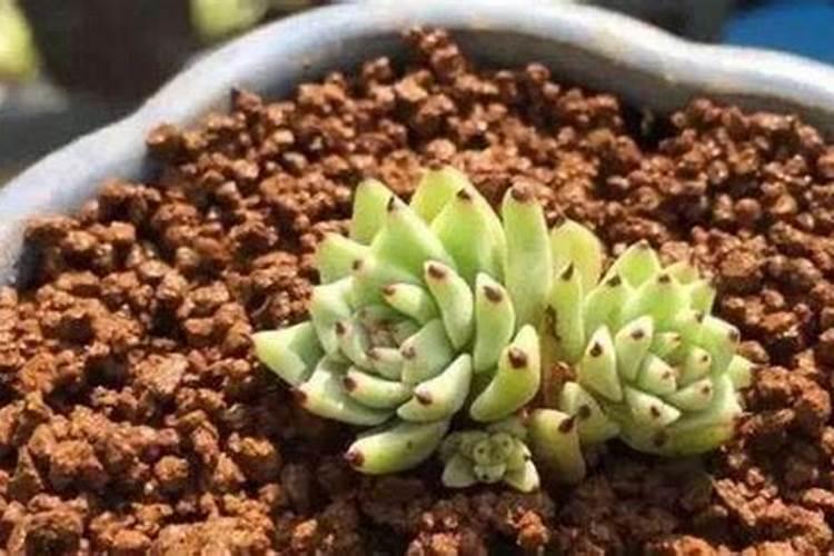 花多多1号可以浇多肉吗