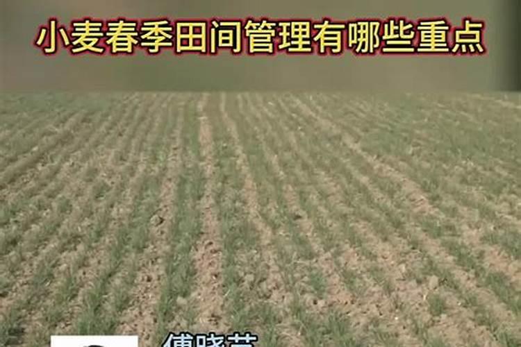 春季小麦应该如何进行田间管理