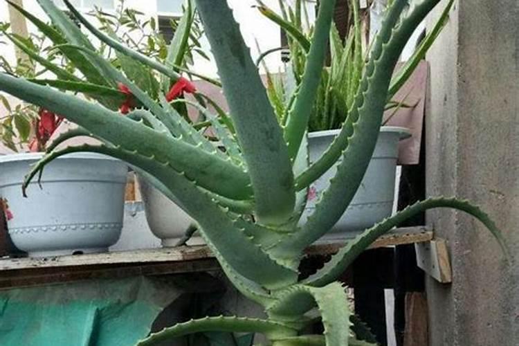 大葱施肥用什么肥料好(家里种植大葱用什么肥料浇最好)
