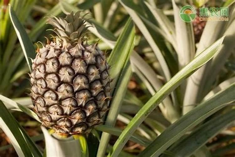 大棚菠萝施肥方法及时间