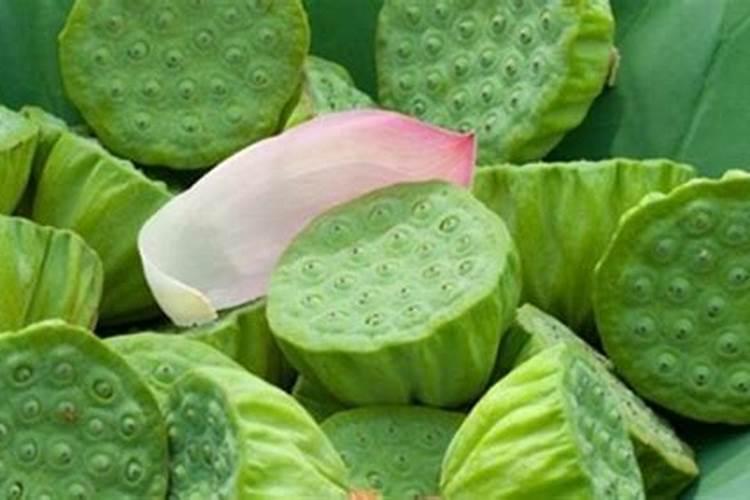 莲蓬的种植方法和注意事项