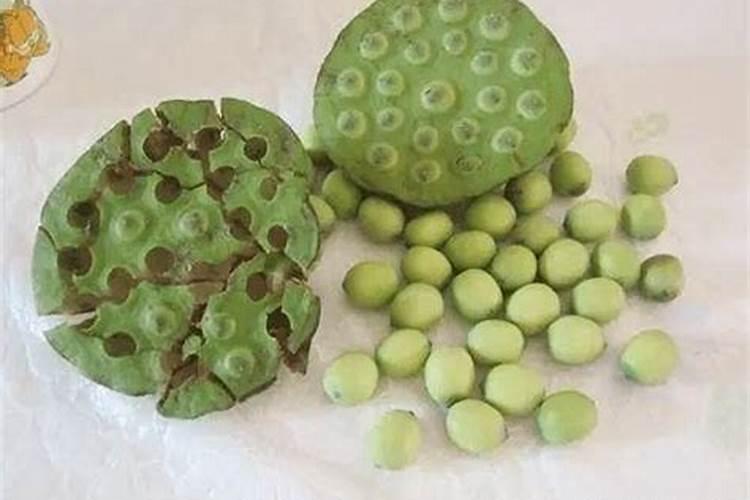 莲蓬怎样种植？水果莲蓬种植技术