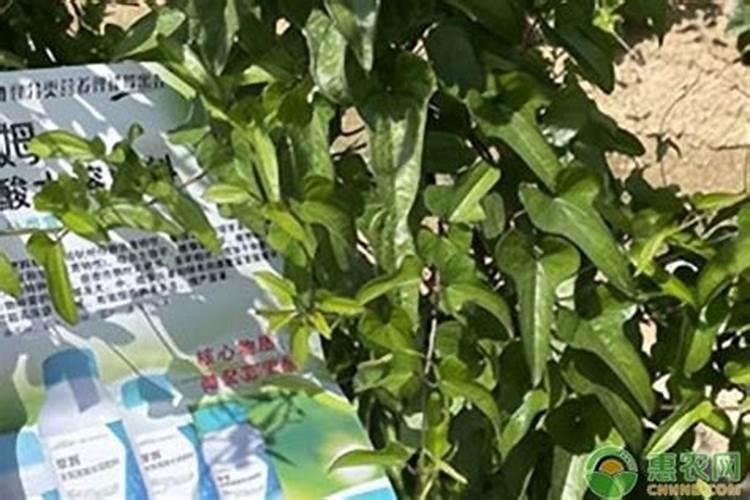 空心菜需要什么肥料