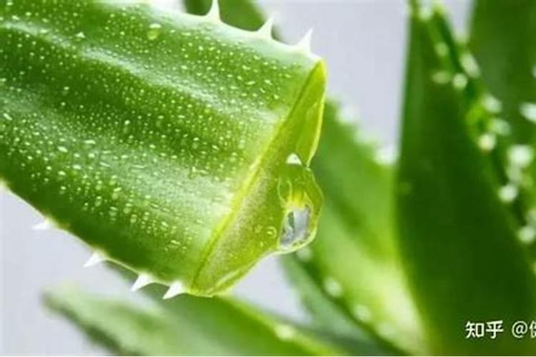 盆栽芦荟可以用营养液吗