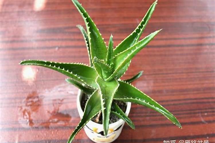 盆栽芦荟可以用营养液吗 盆栽芦荟能用营养液吗