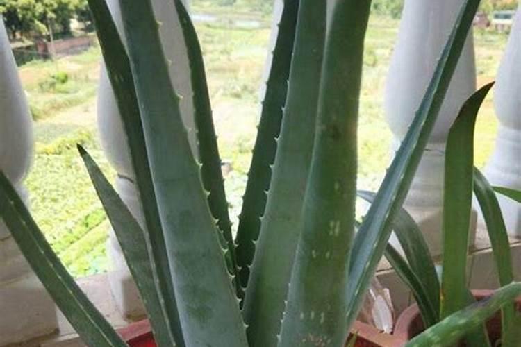 芦荟盆栽种养方法和注意事项