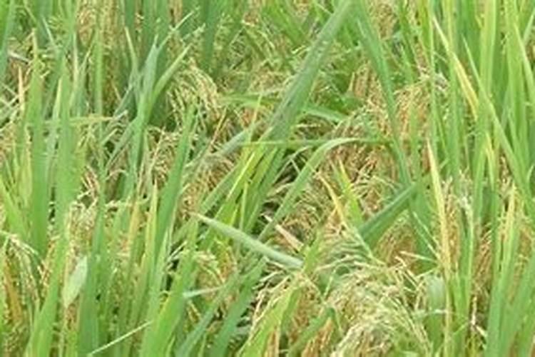 建三江寒地水稻氮肥应如何使用？各期的比例是什么？