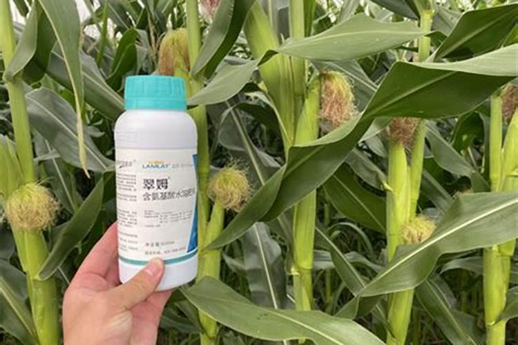 玉米水溶肥的使用方法