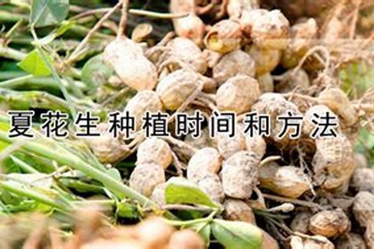 夏花生现在开花影响产量吗