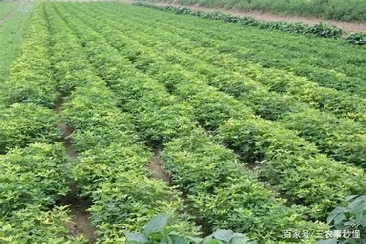 花生叶面追肥什么时候合适？追肥用量多少合适