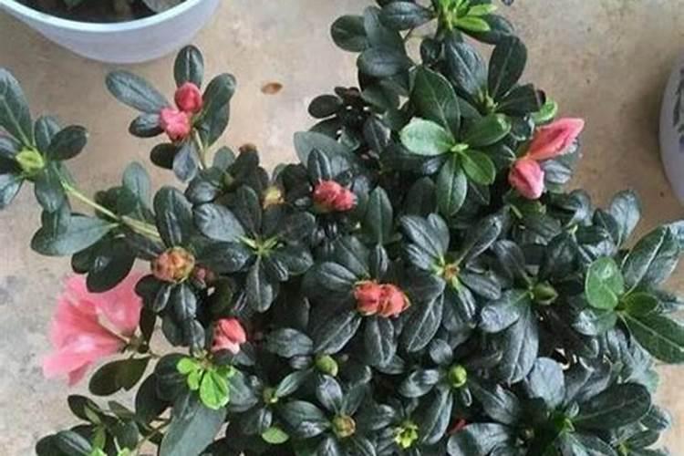 杜鹃花怎样施肥 施什么肥比较好