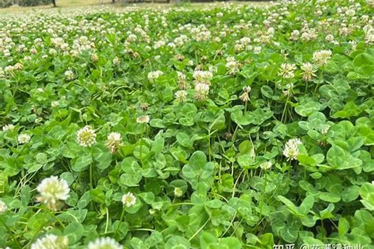 番茄开花多久浇水