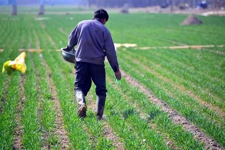 复合肥施肥后立即浇水吗