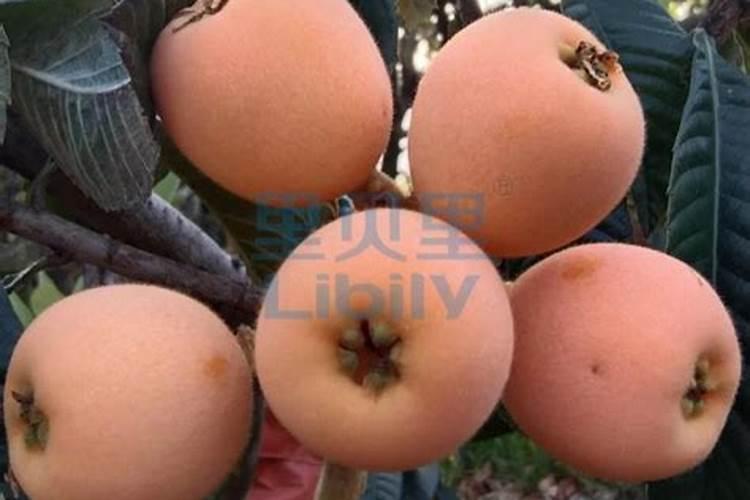 微量元素水溶肥多久用一次 微量元素水溶肥料的适用作物和使用方法