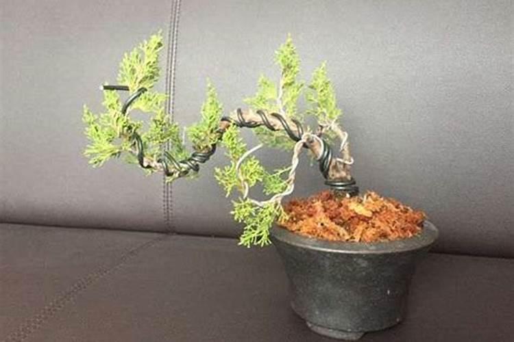 济州真柏盆景好养吗