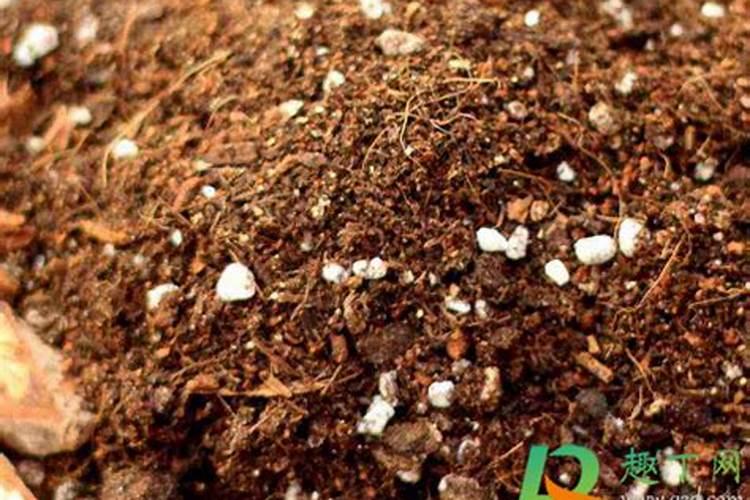松针土养花,做好3个细节,松软肥沃,养啥花都旺,你知道吗？