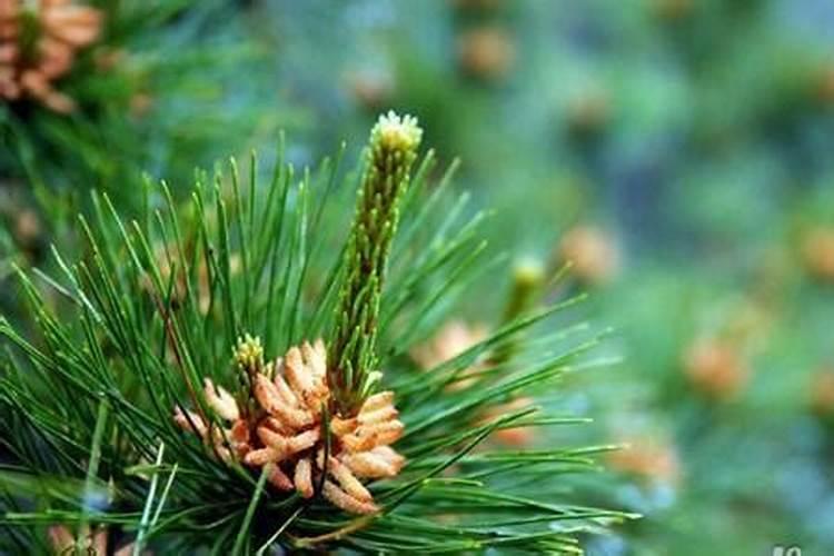松针土养花,做好3个细节,松软肥沃,养啥花都旺
