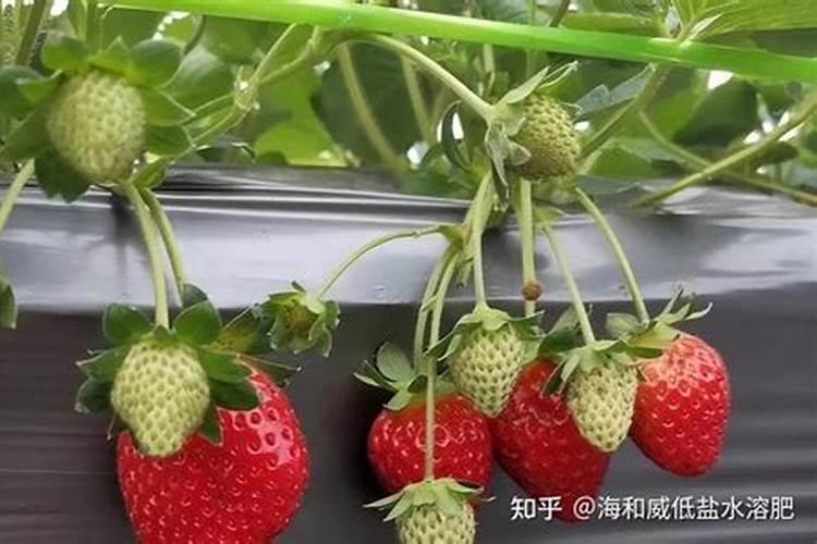 如何区别水溶肥好坏？