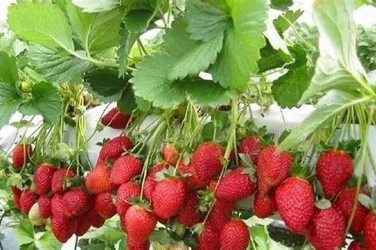 草莓需要施什么肥料