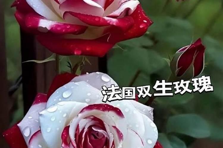 玫瑰花的功效