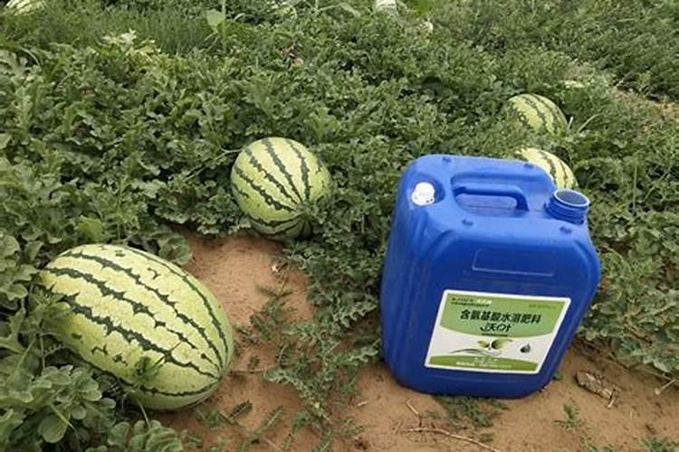 西瓜膨果期用什么肥料