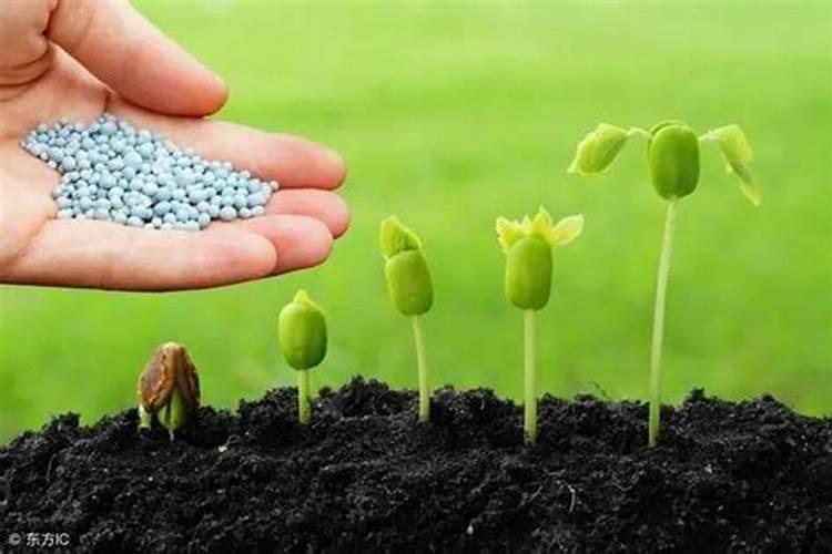 菜园子种植黄瓜,不用化学肥怎么才能高产？