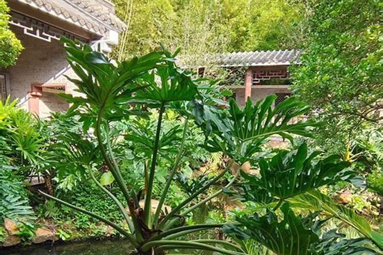 春羽用什么肥好