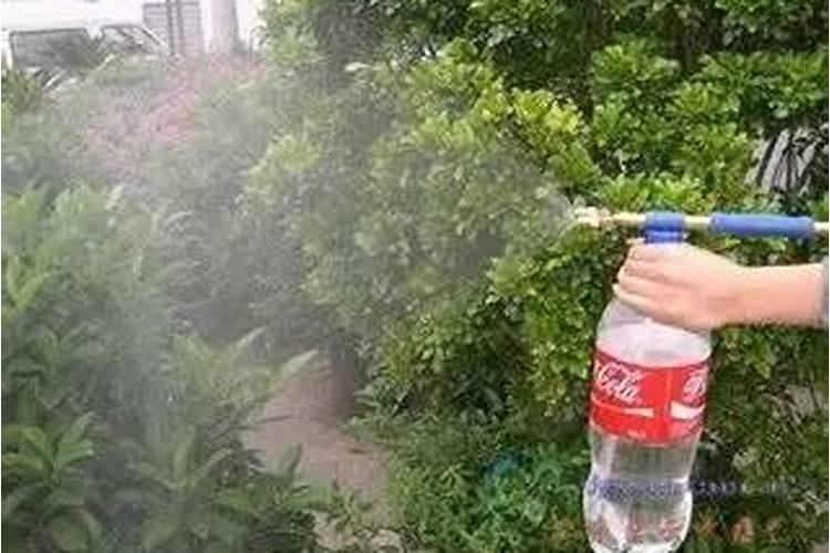 桉树施肥的正确方法