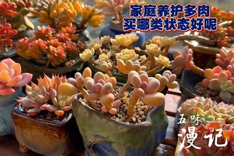 多肉白菊如何大水发根