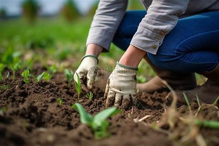大丽花的种植方法