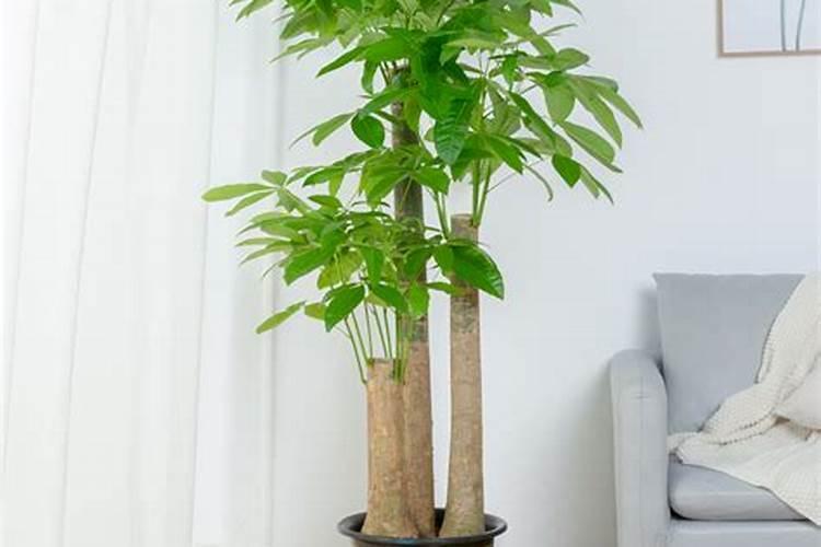 给杨柳树施肥是氯化钾好还是硫酸钾好？
