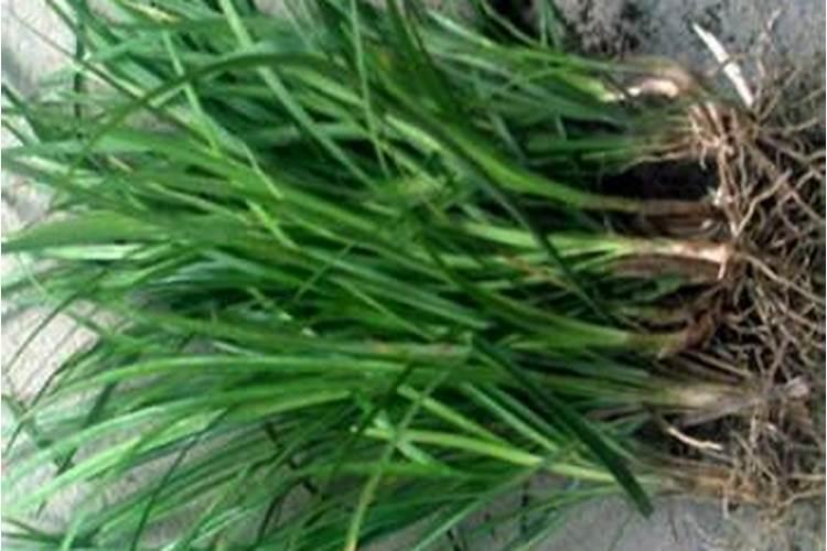 麦冬种植技术与栽培管理