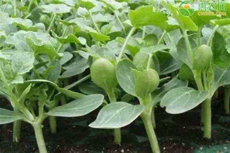 种西瓜用什么肥料