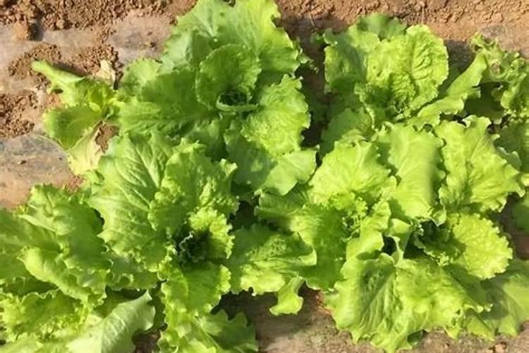 生菜叶片增厚用什么叶面肥