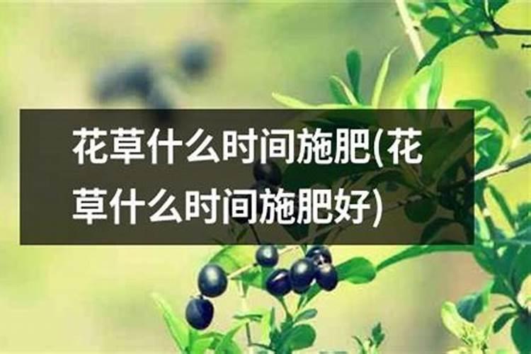 花草几月份施肥最好