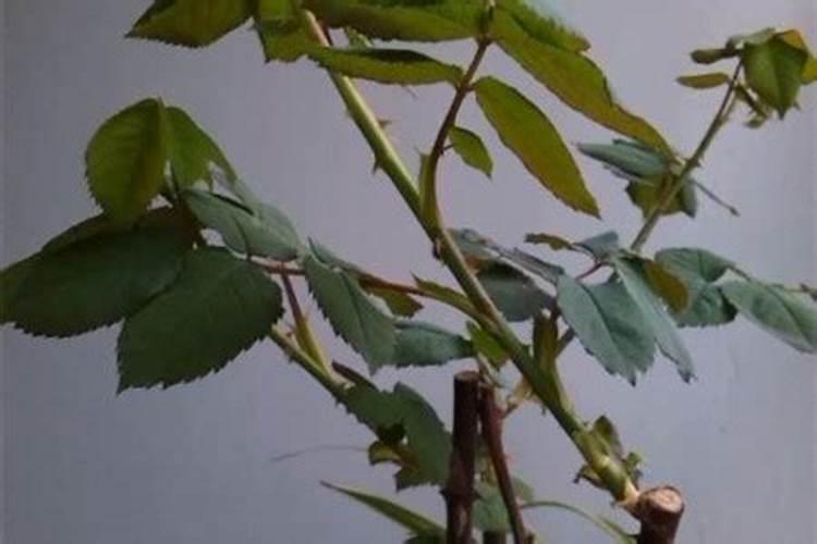 花草施肥在什么时间最好;刚种的花可以施肥吗
