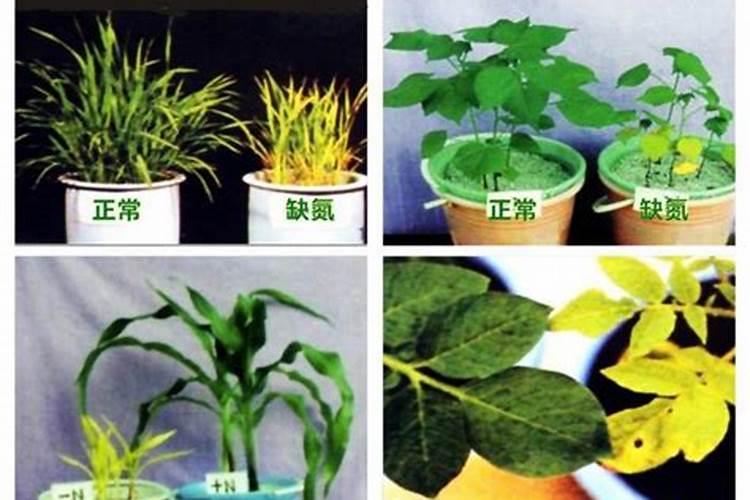 树木长粗用什么肥料？