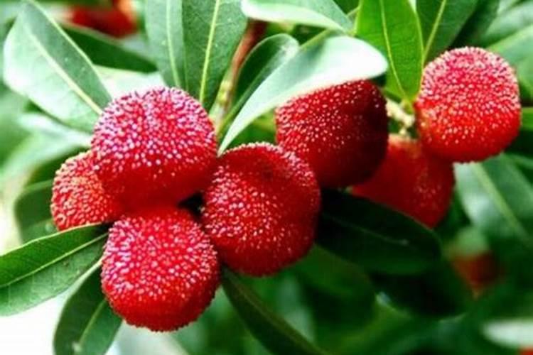 硼肥在杨梅膨果时期能增加种子的饱满度吗 硼肥怎么施效果好