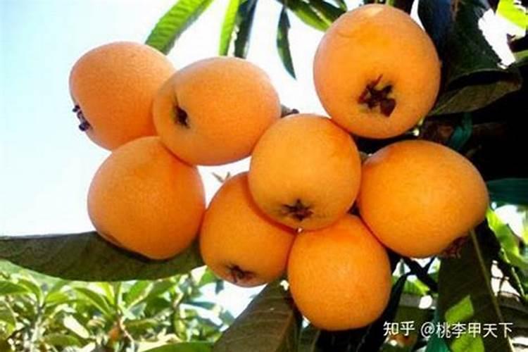 如何给枇杷施肥