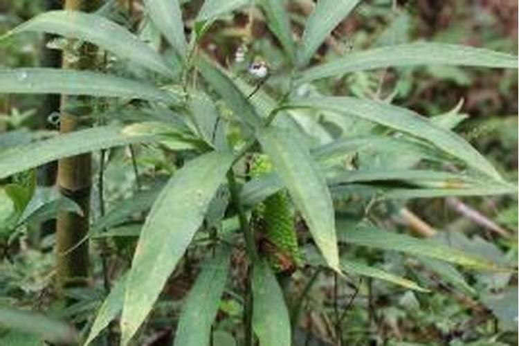 五彩芋的养殖方法和注意事项