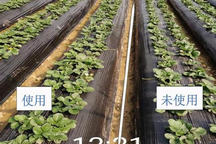 草莓苗不长新叶怎么办