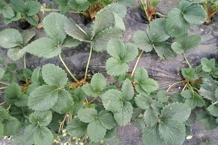草莓需要施什么肥料