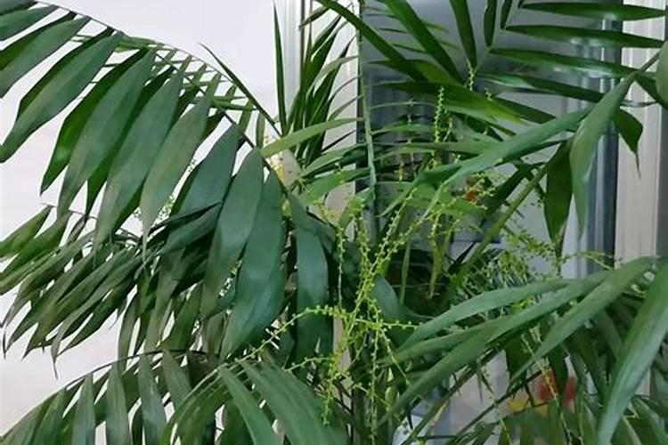 袖珍椰子用什么肥料最好