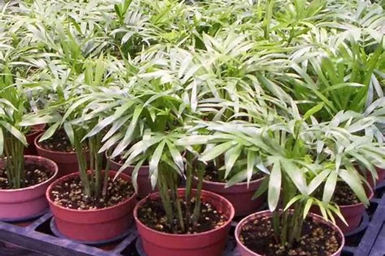 袖珍椰子施肥方法,用什么肥好