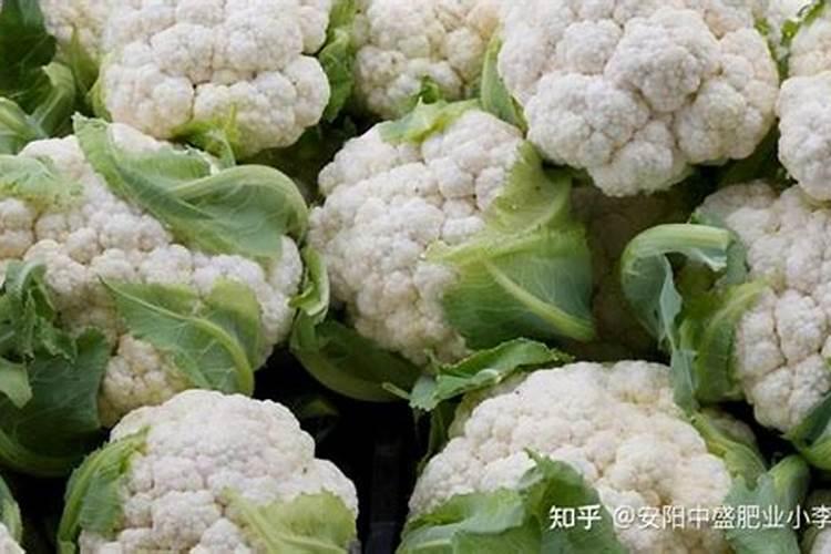 河南花菜什么时候种最合适？