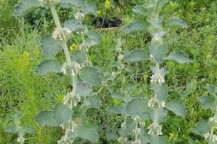 迷迭香冬天零下十五度能过冬吗？