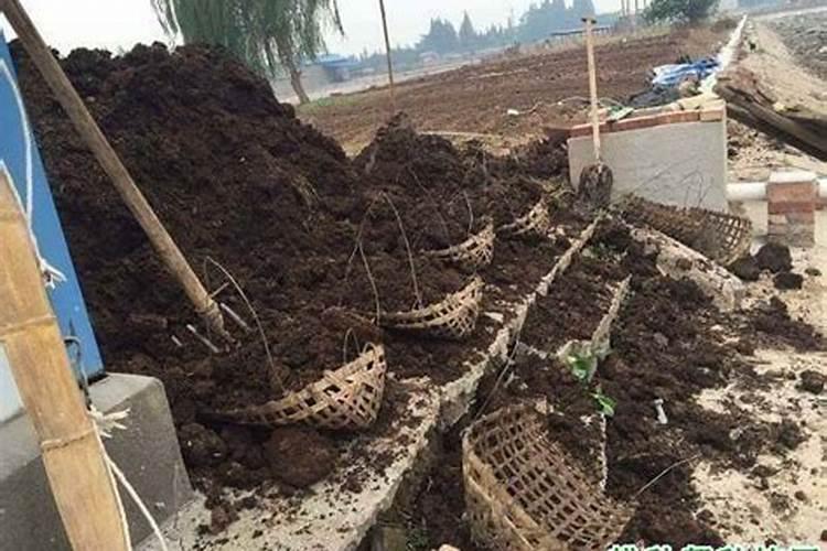 豆角用什么肥料产量高
